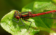 Large Red Damsel (Pyrrhosoma nymphula)